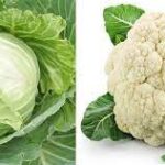 The cabbage didn't become cauliflower without training