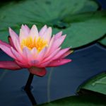 How To Be A Sacred Lotus: Stay On The Path And Are Happy?