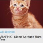 Kitten spreads rare viral disease, much like smallpox