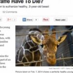 Your vibration and Copenhagen zoo kills 18 month old giraffe and feeds it to other animals of the zoo